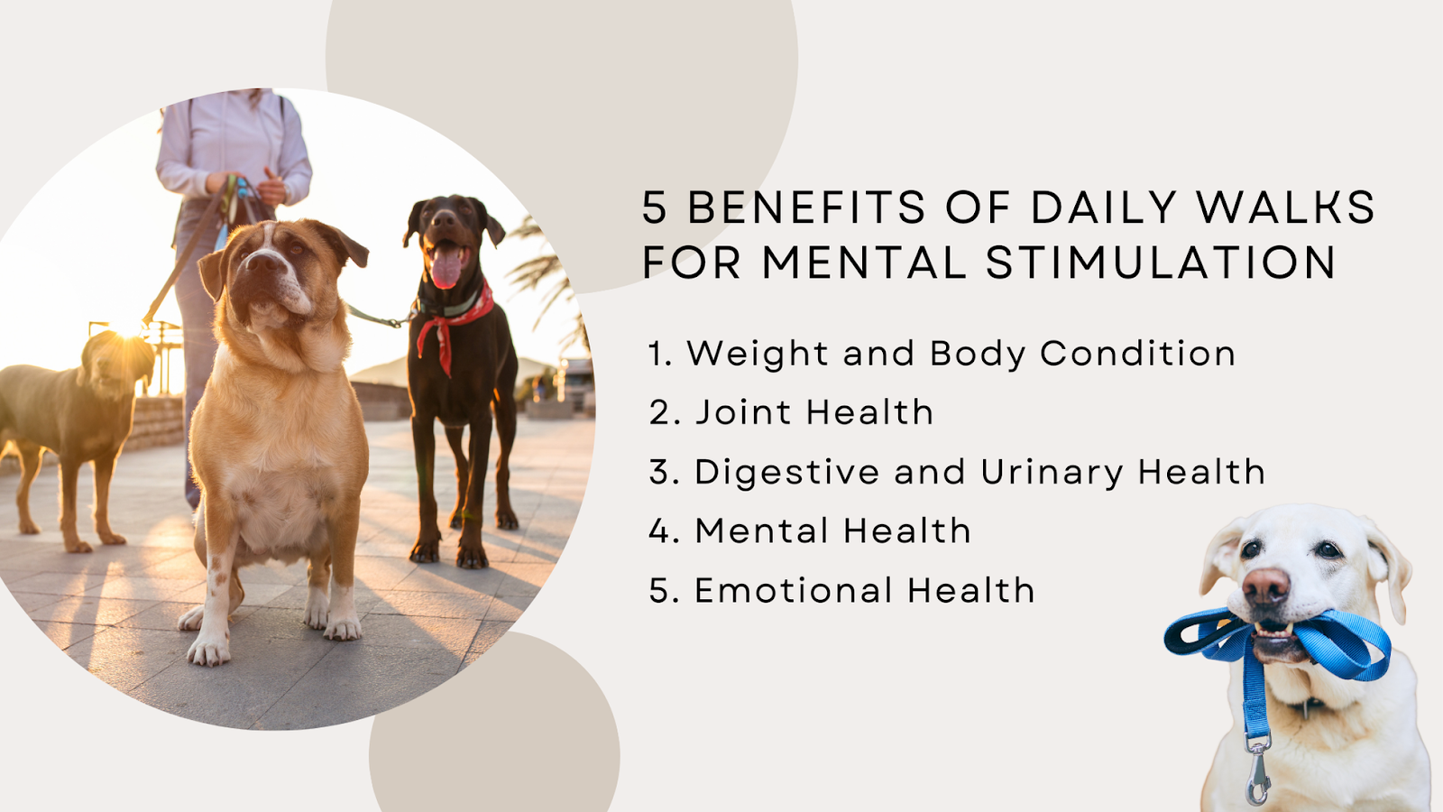 benefits of daily walks for mental stimulation