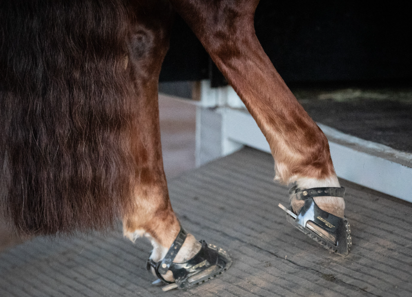 Hauling Floating Travelling in Scootboot Hoof Boots for Horses over Sliding Plates Horseshoe Sliders Chestnut Reining Horse
