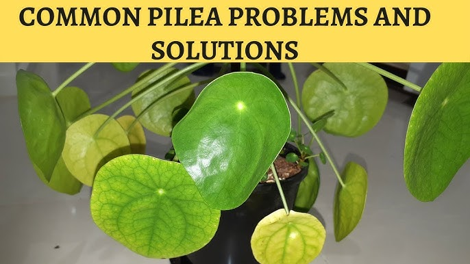 Problems and Solutions of Pilea Peperomioides