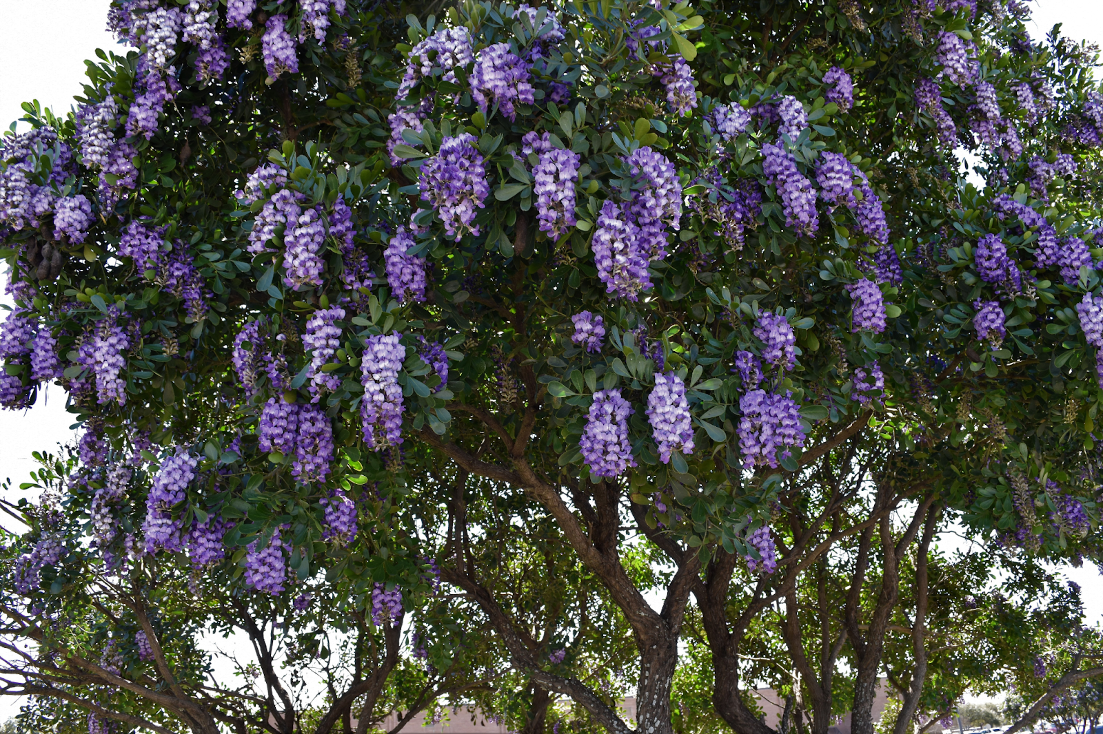 Mature Texas Mountain Laurel tree with cascading purple blooms, maintained with professional tree service for optimal health.