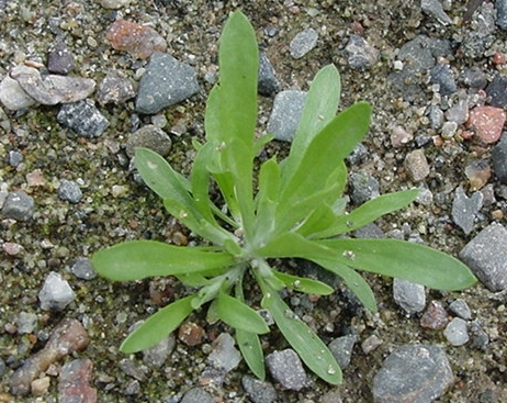 Cudweed