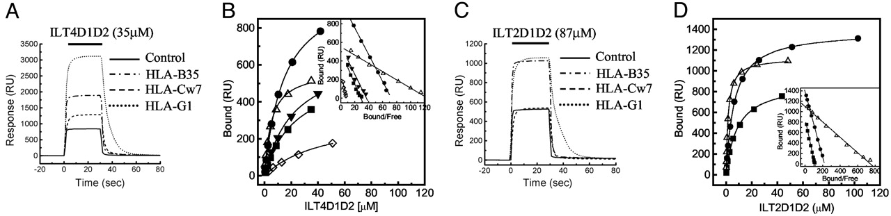 Binding of LILRB1 and LILRB2 with MHC I