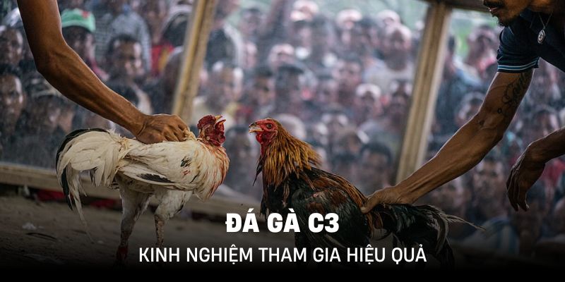 Bỏ nhỏ vài mẹo hay để tăng tỷ lệ thắng cược ăn thưởng tại đá gà c3