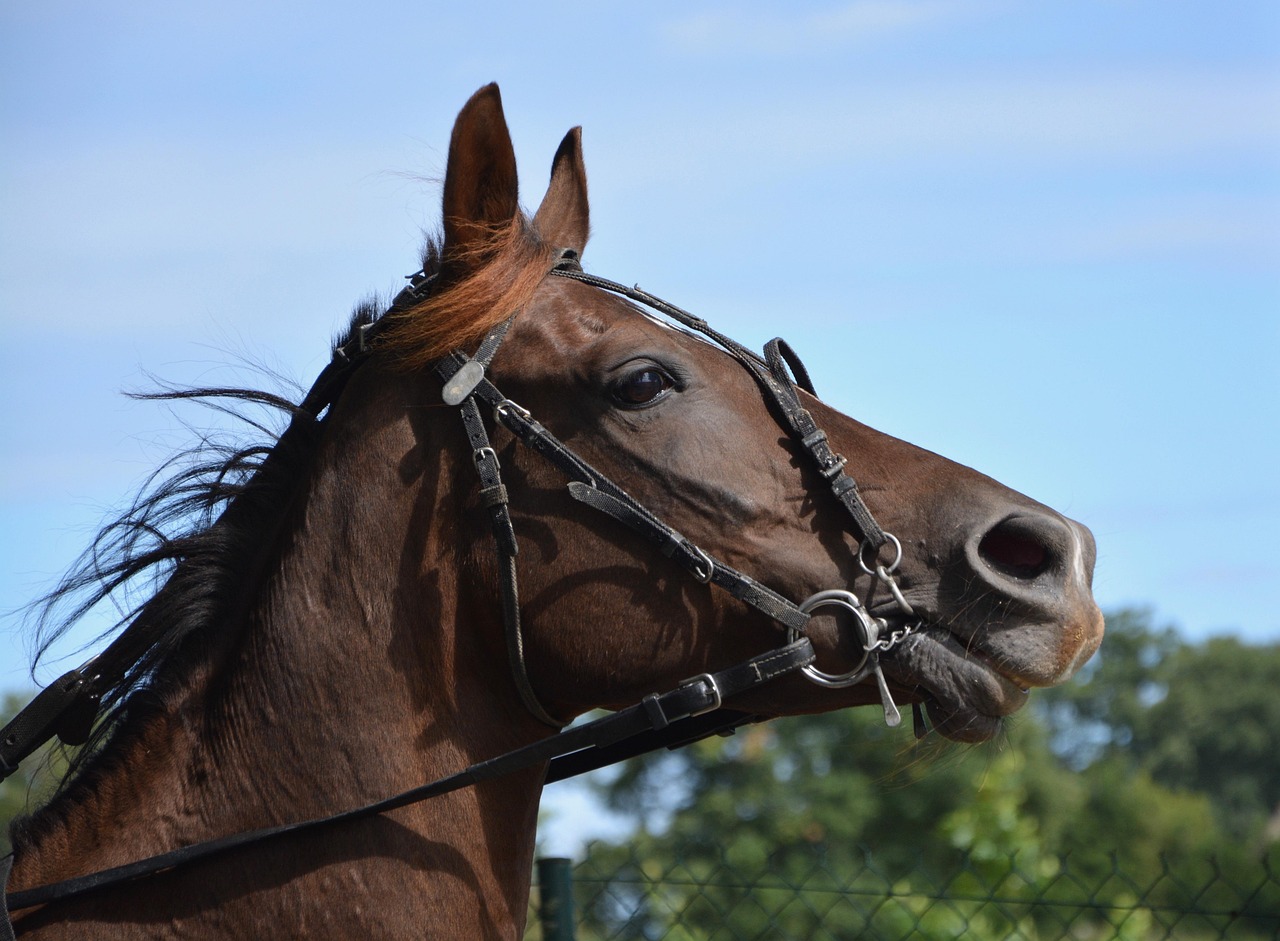 Horse Reins