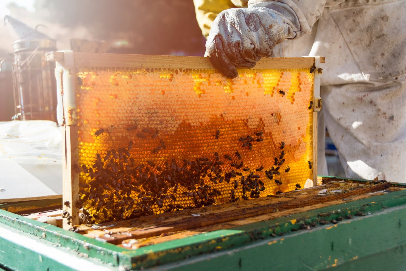 how to start a beehive