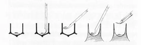 Introduction à l'élevage de reines en apiculture : premiers pas et concepts de base - REINES