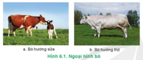 BÀI 6. CHỌN GIỐNG VẬT NUÔI