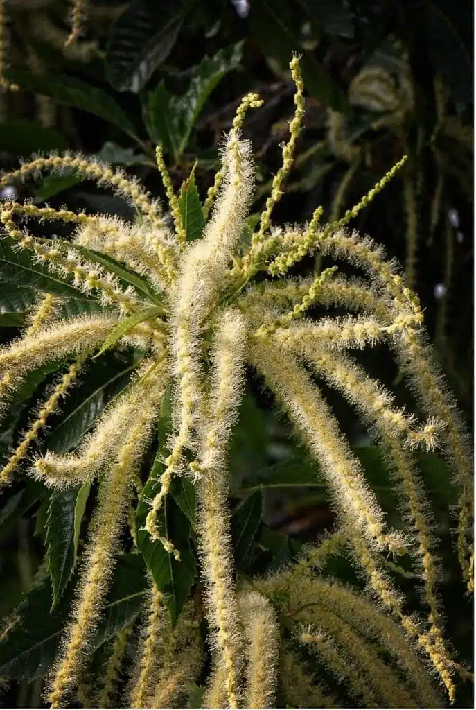 Quelles sont les principales floraisons pour la récolte de miel d’été ? - PLANTES MELLIFÈRES