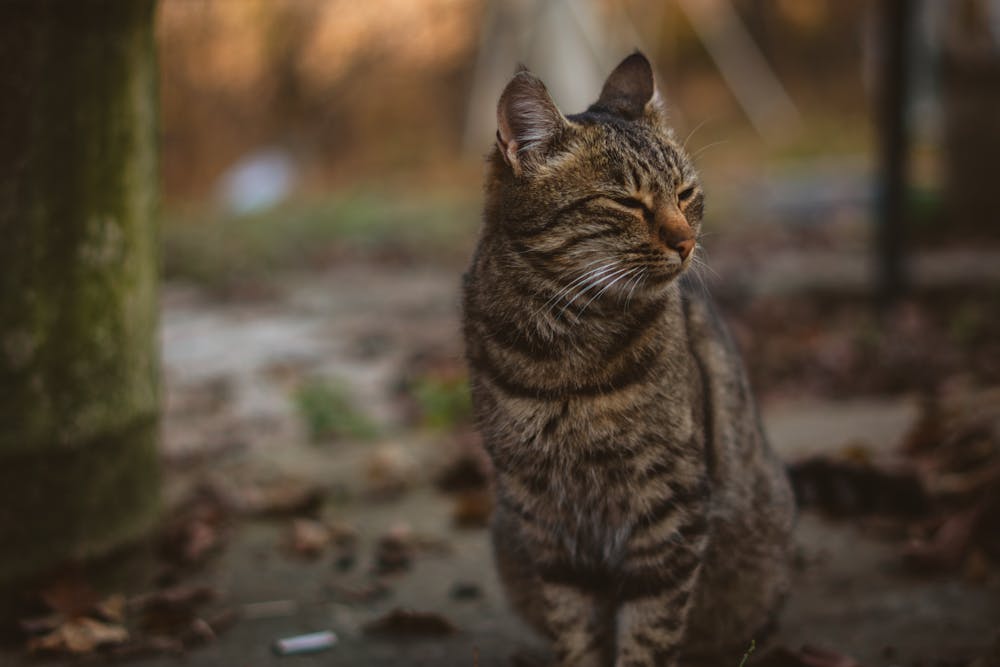 Peaceful Tabby Cat in Autumn Setting