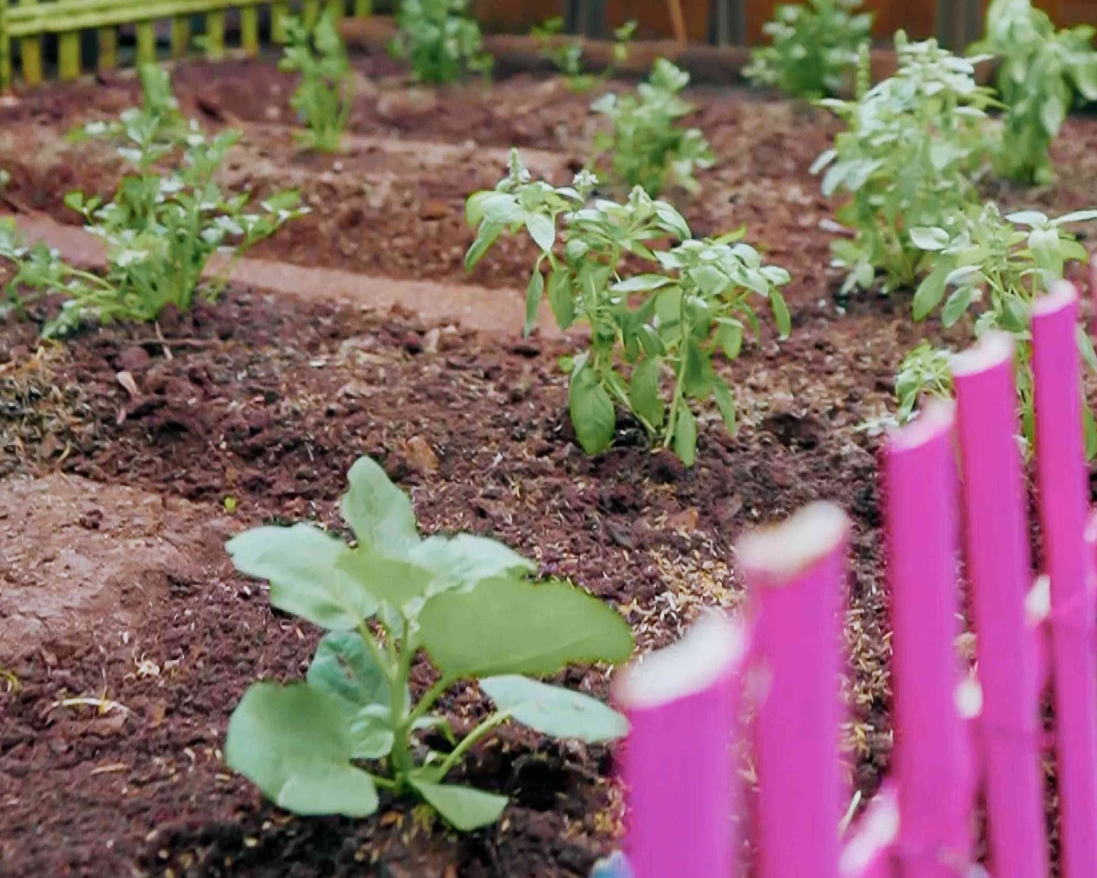 Berkebun di Jakarta. Sumber: Jakarta Smart City