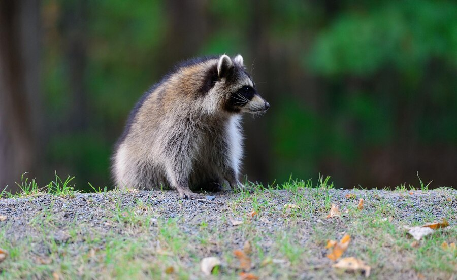 raccoon removal houston