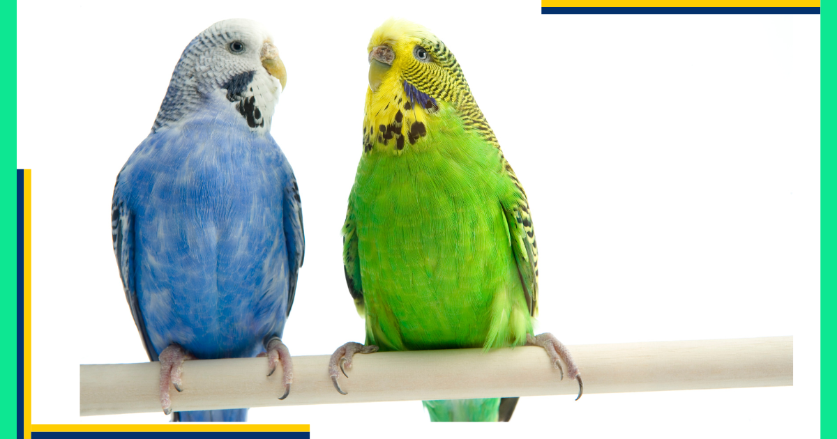 Budgies (Budgerigars)