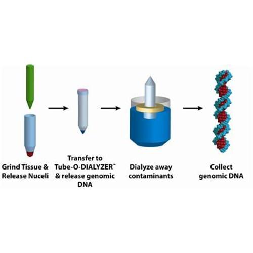 Optimizing the purification of High Molecular Weight Genomic DNA: Overcoming Key Challenges