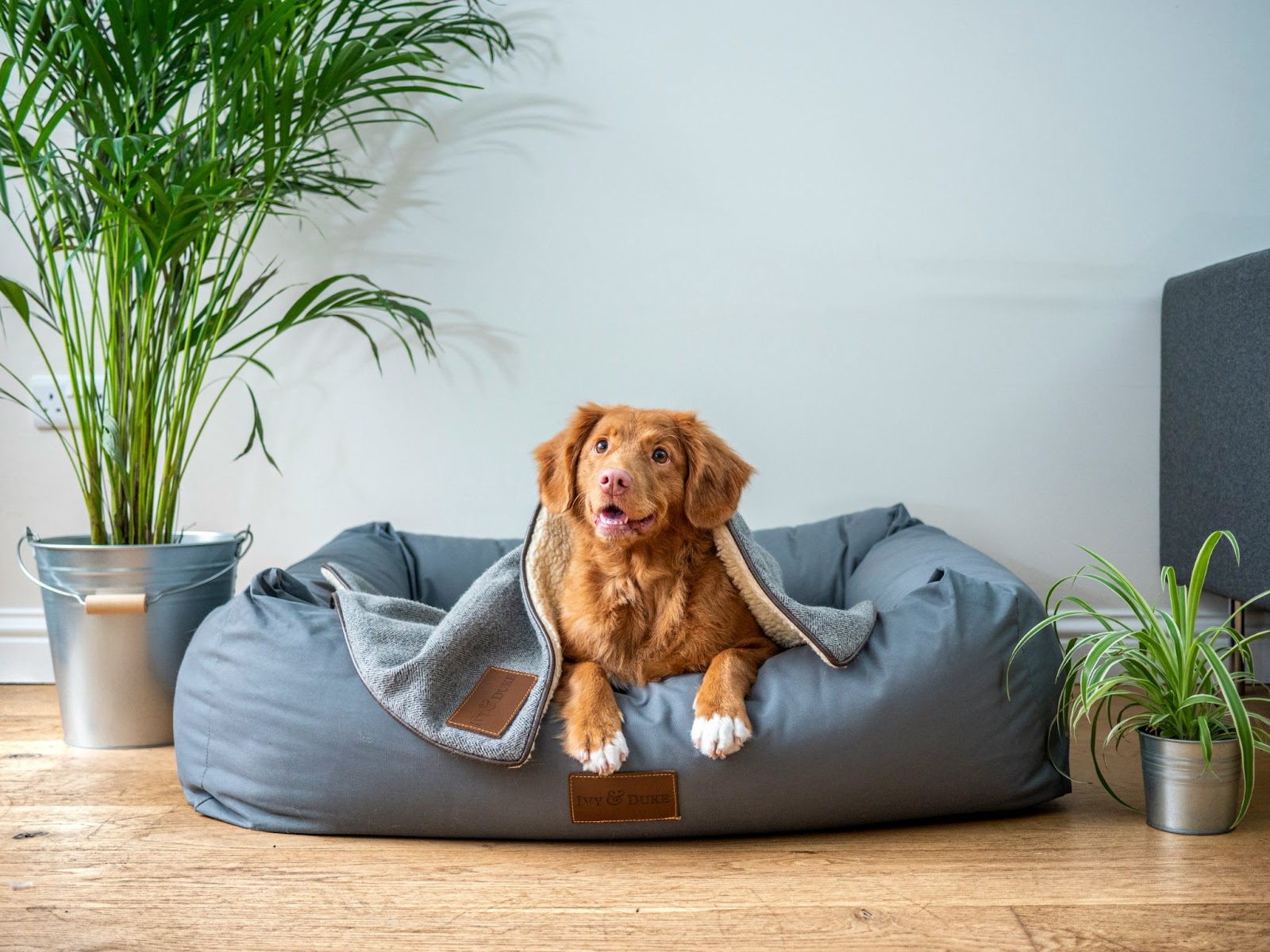 Kleine hond rust op een orthopedisch hondenbed