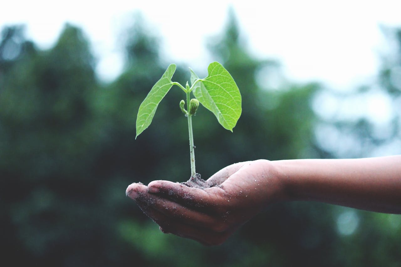 A person holding a plant