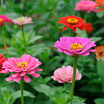 10 flowers name in arabic
