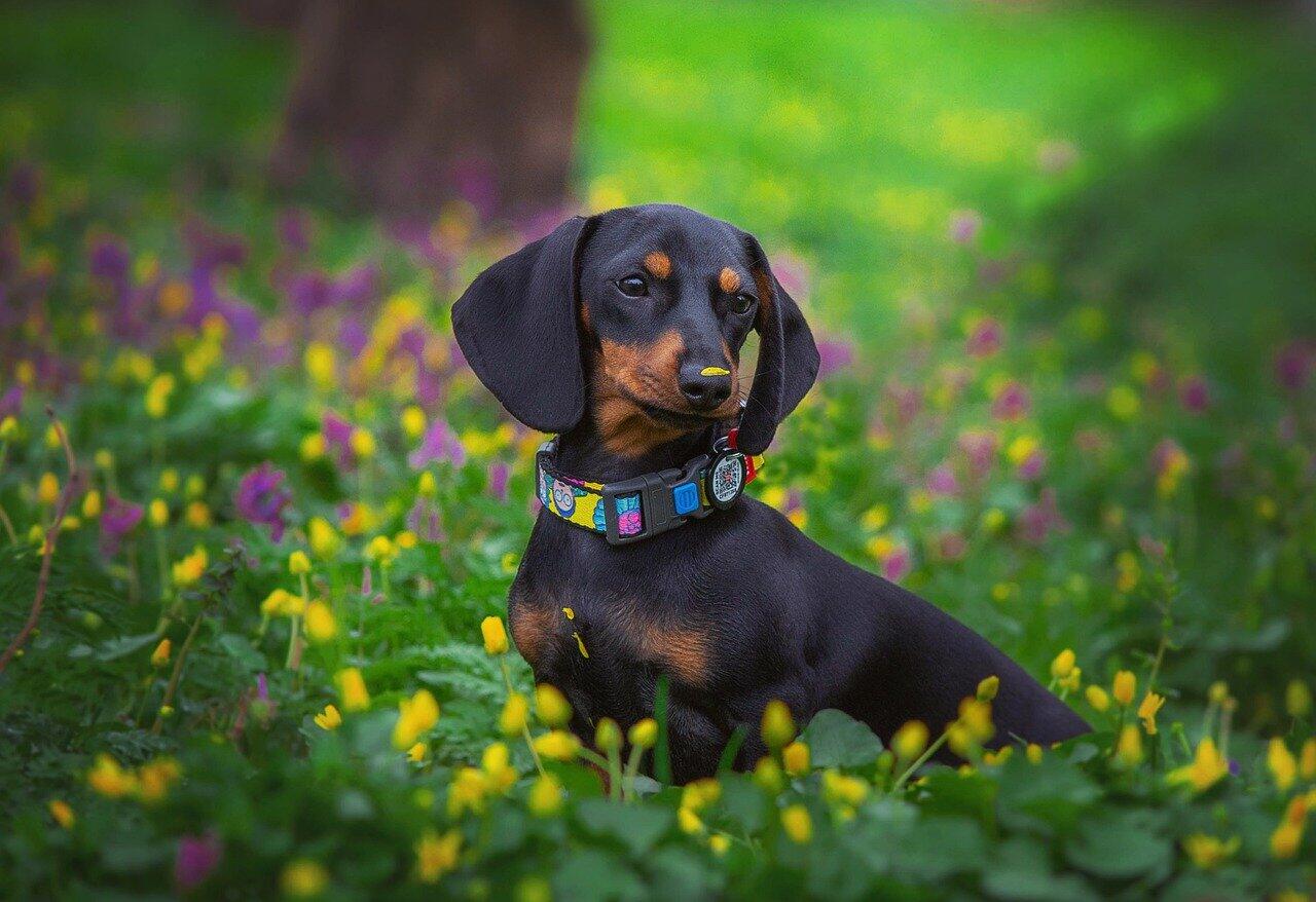 Dachshund a dog breed for small houses