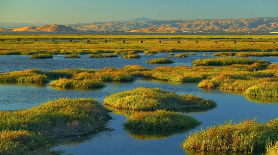 Wetlands and Their Ecological Importance