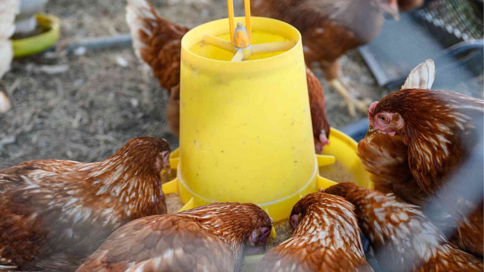 Upgrade your poultry farm with these essential tools and equipment for better productivity and bird welfare from Farmersrathna Agri-news