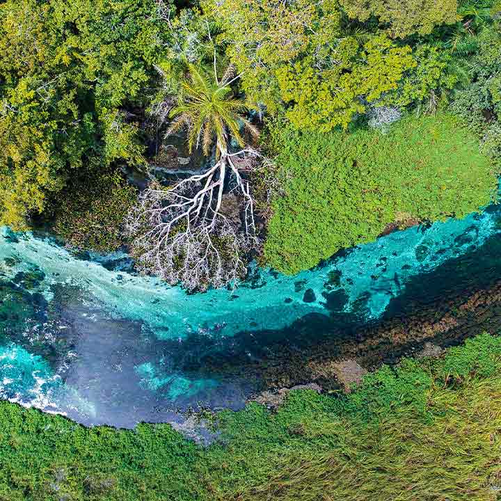 Imagem aérea de uma cachoeira de águas cristalinas azul-turquesa cortando uma exuberante floresta verdejante, com uma árvore de galhos secos ao lado.