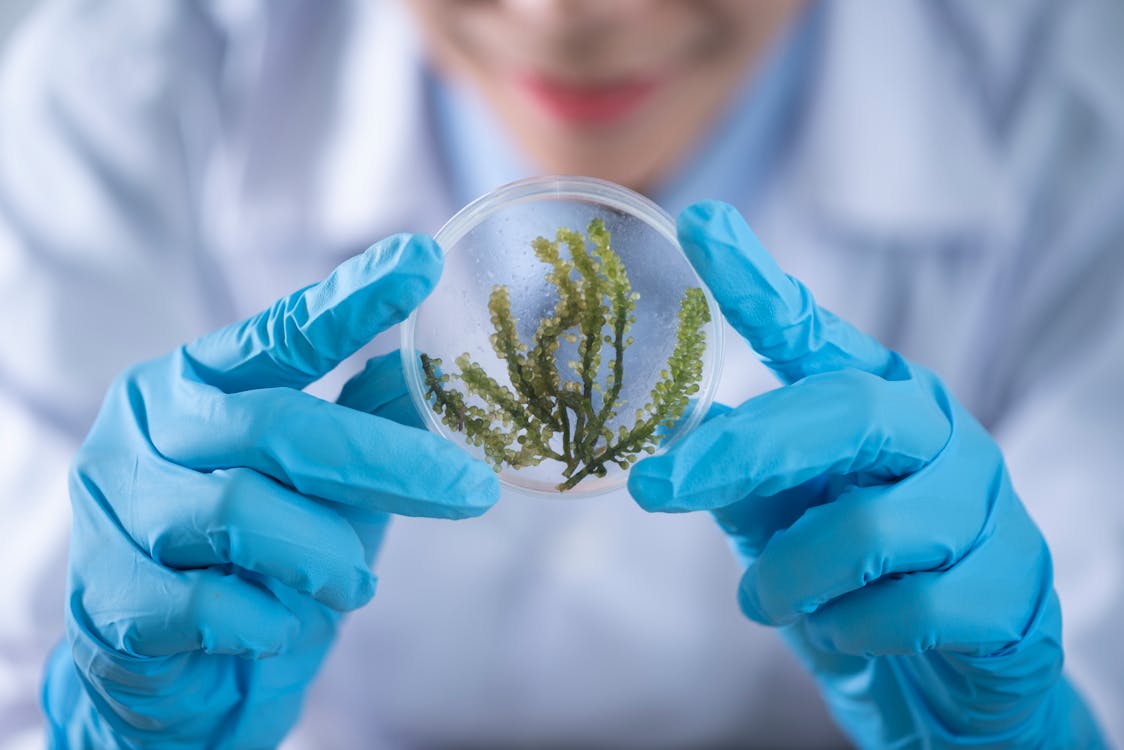 Free Person Holding Container With Seaweed  Stock Photo