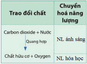 BÀI 18. QUANG HỢP Ở THỰC VẬT MỞ ĐẦUCâu hỏi: Quan sát hình 181, cho biết thực vật có thể tự tổng hợp chất hữu cơ từ những nguyên liệu nào. Chất hữu cơ được tổng hợp ở thực vật thông qua quá trình nào?Đáp án chuẩn:Quá trình quang hợp.I. VAI TRÒ CỦA LÁ CÂY VỚI CHỨC NĂNG QUANG HỢPCâu 1: Quan sát hình 18.2, cho biết các bộ phận của lá cây và chức năng của các bộ phận đó trong quá trình quang hợp.Đáp án chuẩn:- Phiến lá: thu nhận được nhiều ánh sáng.- Lục lạp: thu nhận ánh sáng dùng cho tổng hợp chất hữu cơ.- Gân lá: vận chuyển nước chất hữu cơ.- Khí khổng: trao đổi khí và thoát hơi nước.Câu hỏi 1: Nêu các đặc điểm của lá cây phù hợp với chức năng quang hợp?Đáp án chuẩn:- Phiến lá có dạng bản dẹt, mỏng giúp thu nhận được nhiều ánh sáng.- Có khí khổng để trao đổi khí.- Diệp lục trực tiếp hấp thụ được năng lượng của các tia sáng chiếu lên lá.- Hệ gân lá phát triển, chứa các mạch gỗ và mạch rây.Vận dụngCâu 1: Theo em, những cây có lá tiêu biến, ví dụ cây xương rồng lá biến đổi thành gai thì có thể quang hợp được không? Vì sao?Đáp án chuẩn:Có vì thân hoặc cành sẽ có lục lạp nên thân hoặc cành sẽ thay lá làm nhiệm vụ quang hợp.II. QUÁ TRÌNH QUANG HỢPCâu 2: Cho biết các chất tham gia và sản phẩm tạo thành trong quá trình quang hợp ở thực vật?Đáp án chuẩn:Nước và carbon dioxide và ánh sáng tham gia, sản phẩm là chất hữu cơ và oxygen.Vận dụngCâu 2: Quang hợp có ý nghĩa như thế nào đối với sự Sống trên Trái Đất?Đáp án chuẩn:- Tạo ra các chất hữu cơ phục vụ đời sống của các sinh vật. - Hấp thụ CO2 và giải phóng O2 giúp điều hòa không khí, cung cấp oxygen cho sự sống. Câu 3: Những sinh vật nào có thể quang hợp?Đáp án chuẩn:Sinh vật có diệp lục.III. MỐI QUAN HỆ GIỮA TRAO ĐỔI CHẤT VÀ CHUYỂN HOÁ NĂNG LƯỢNG TRONG QUANG HỢP