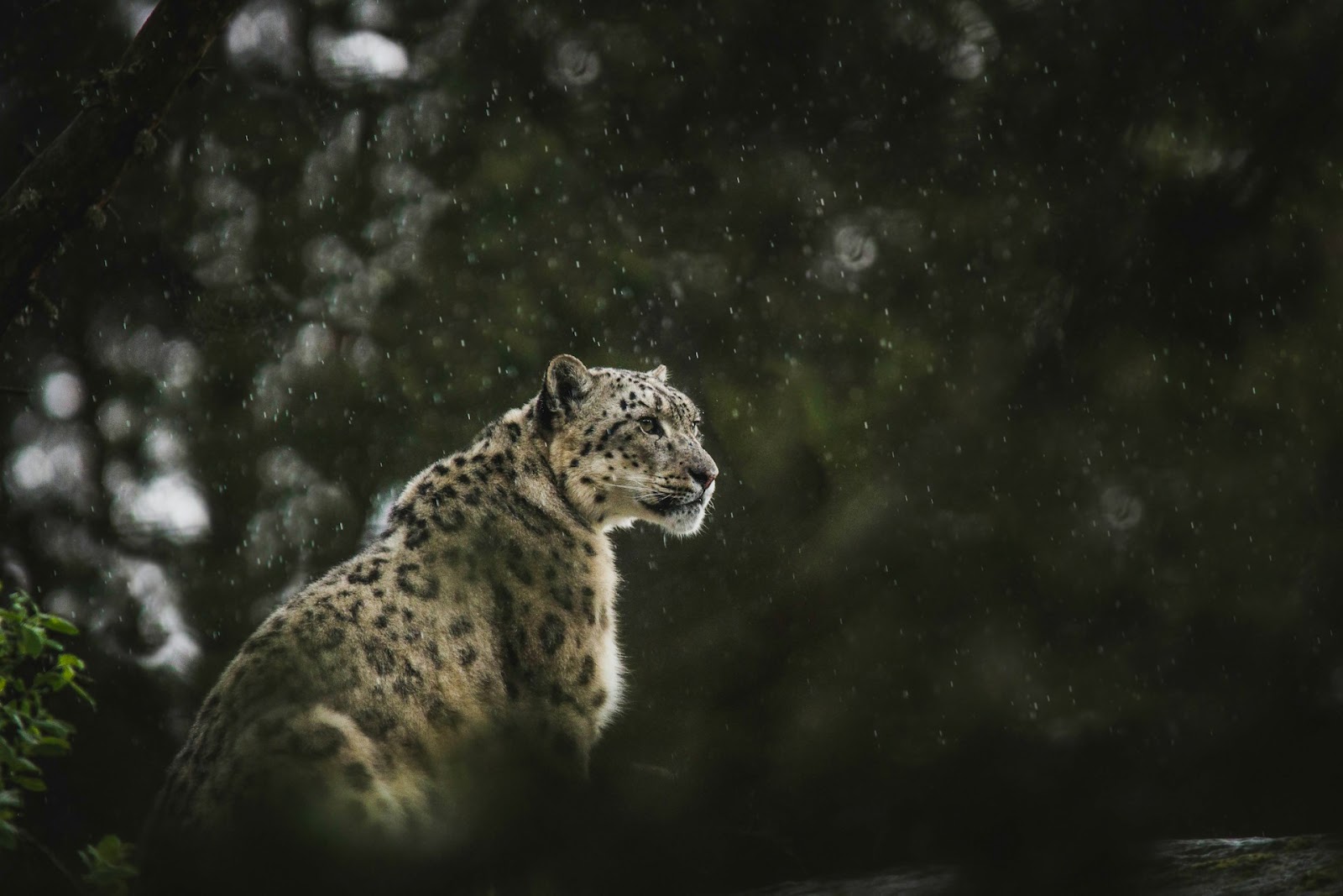 Snowleopard in the rain