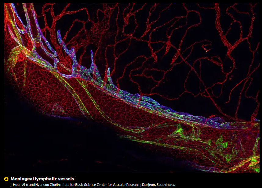 A close up of a red and green cell  Description automatically generated