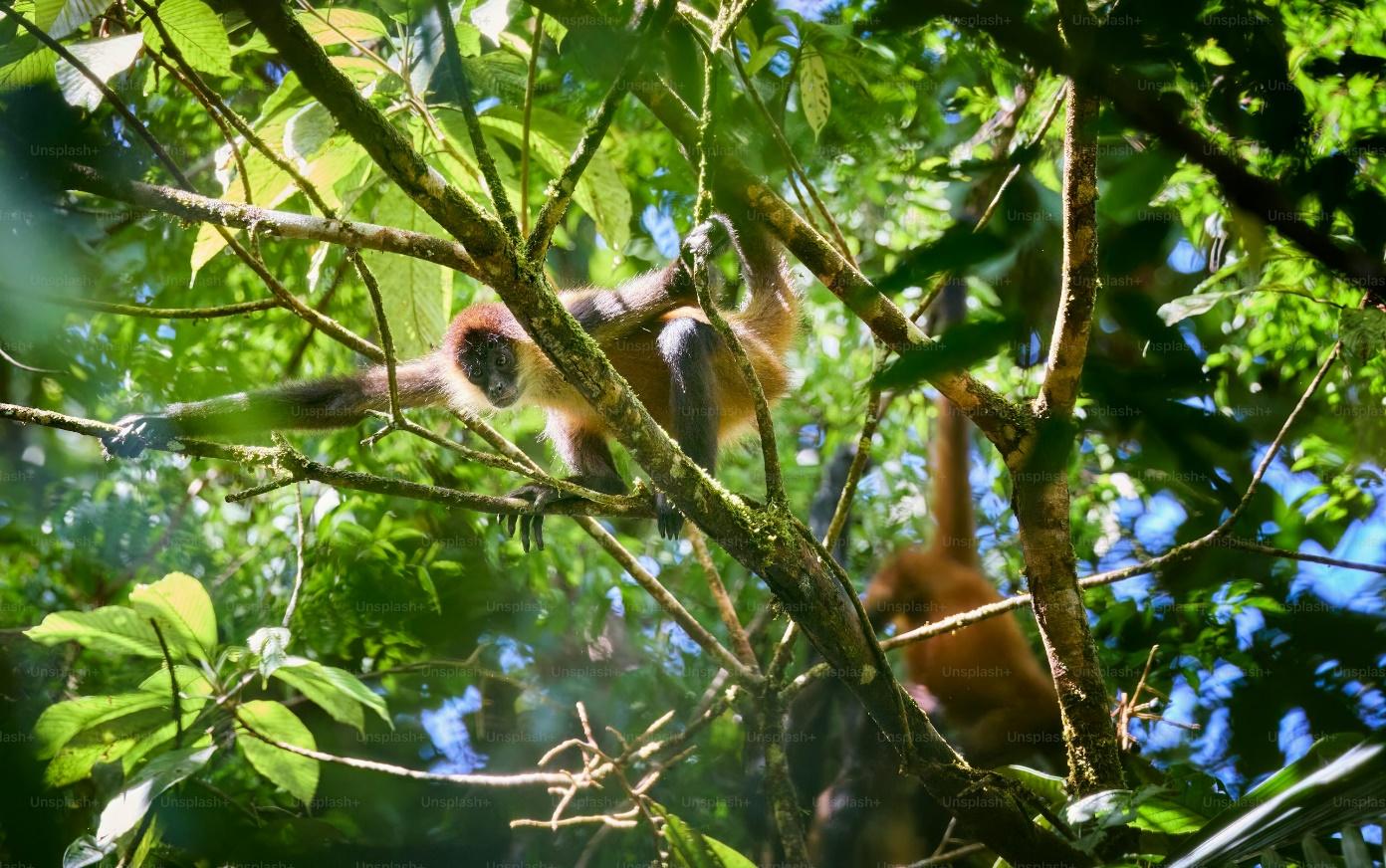 a couple of monkeys hanging in a tree