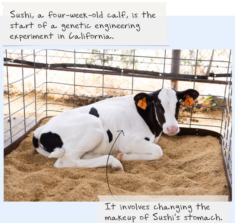 A cow lying in a cage  Description automatically generated