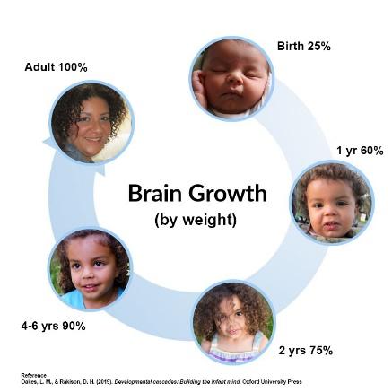 brain growth by weight.