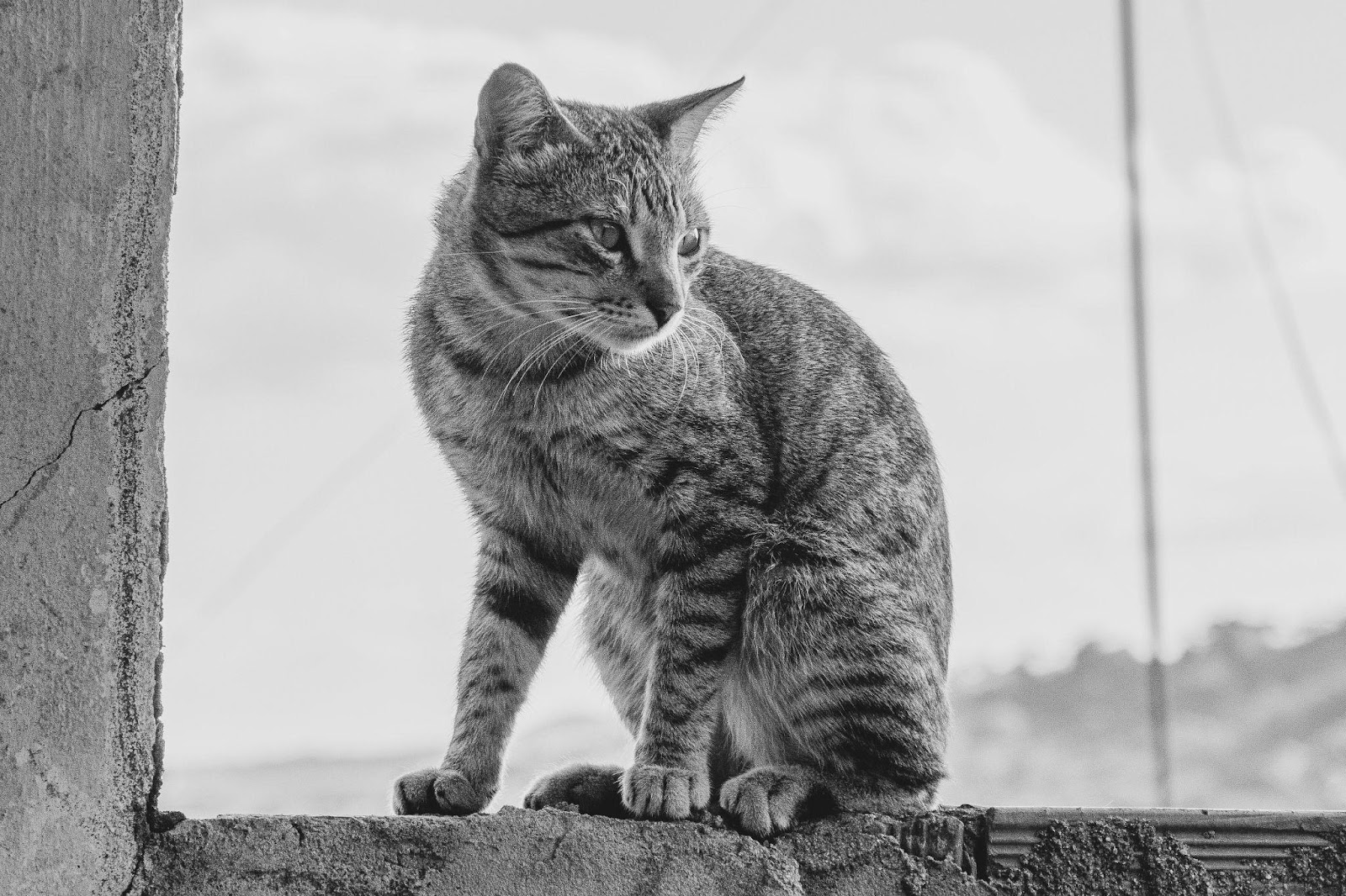 Weird Cat Bathroom Behaviors Explained