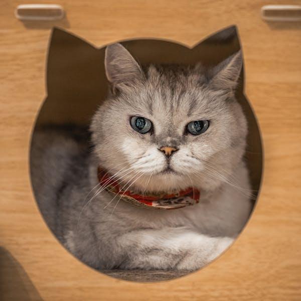 A cat in a hole

Description automatically generated