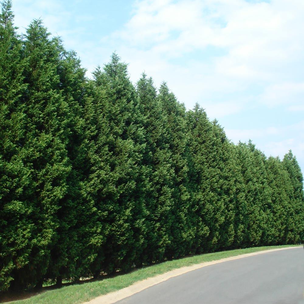 The Leyland Cypress is a popular fast-growing privacy tree, growing up to 5 ft. per year