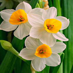 Narcissus Flower