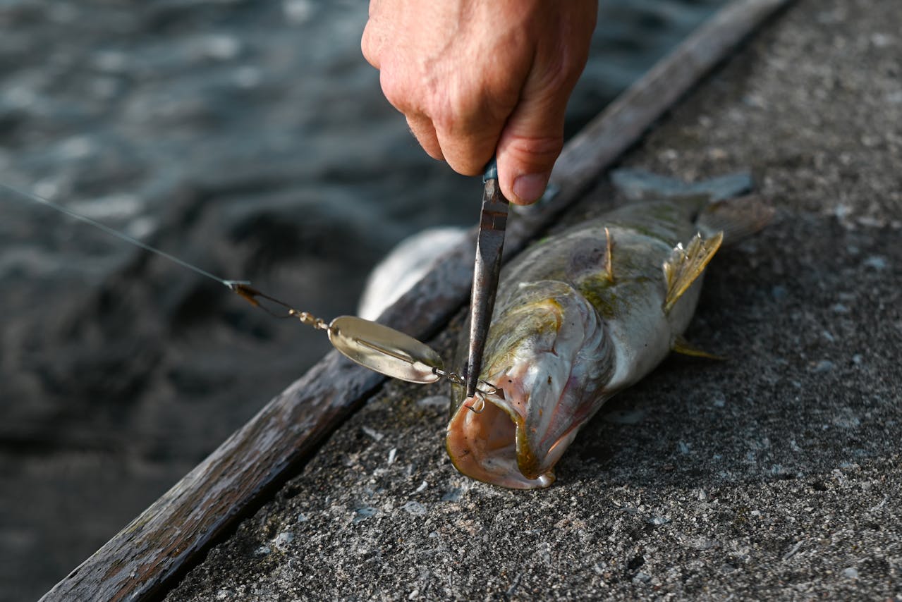 Best Bass Fishing Practices 