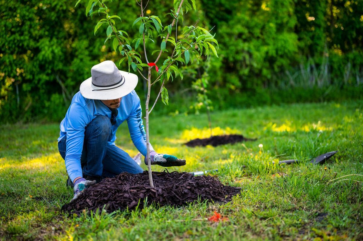 An arborist planting a tree.