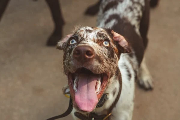 Catahoula Leopard