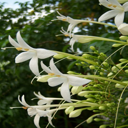 Millingtonia Hortensis Flower