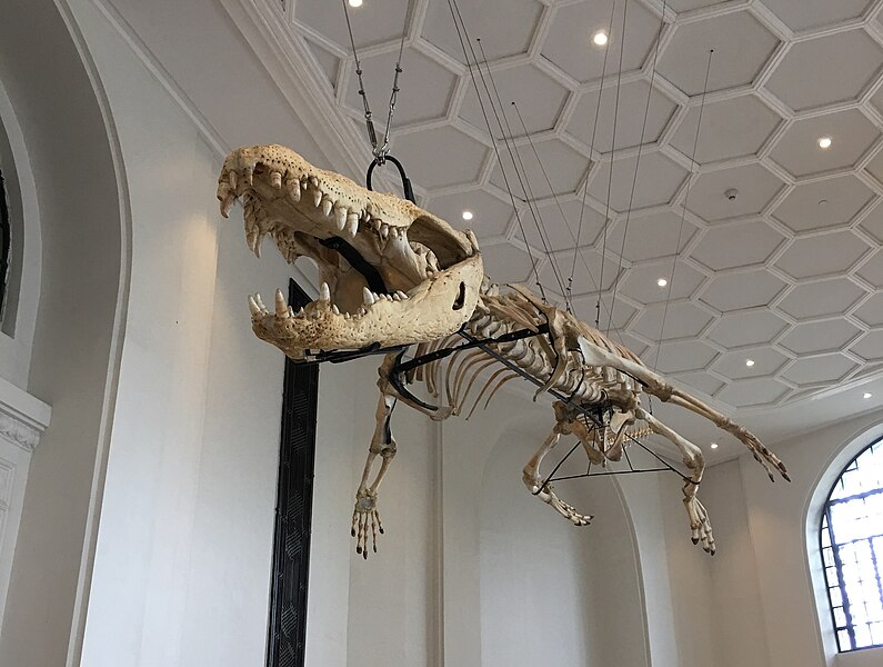 A photo of Lolong's Skeleton