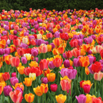 tulip flower in hindi name