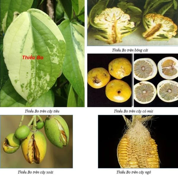 Bệnh nứt thân, xì mủ: Nguyên nhân, triệu chứng & cách phòng trị