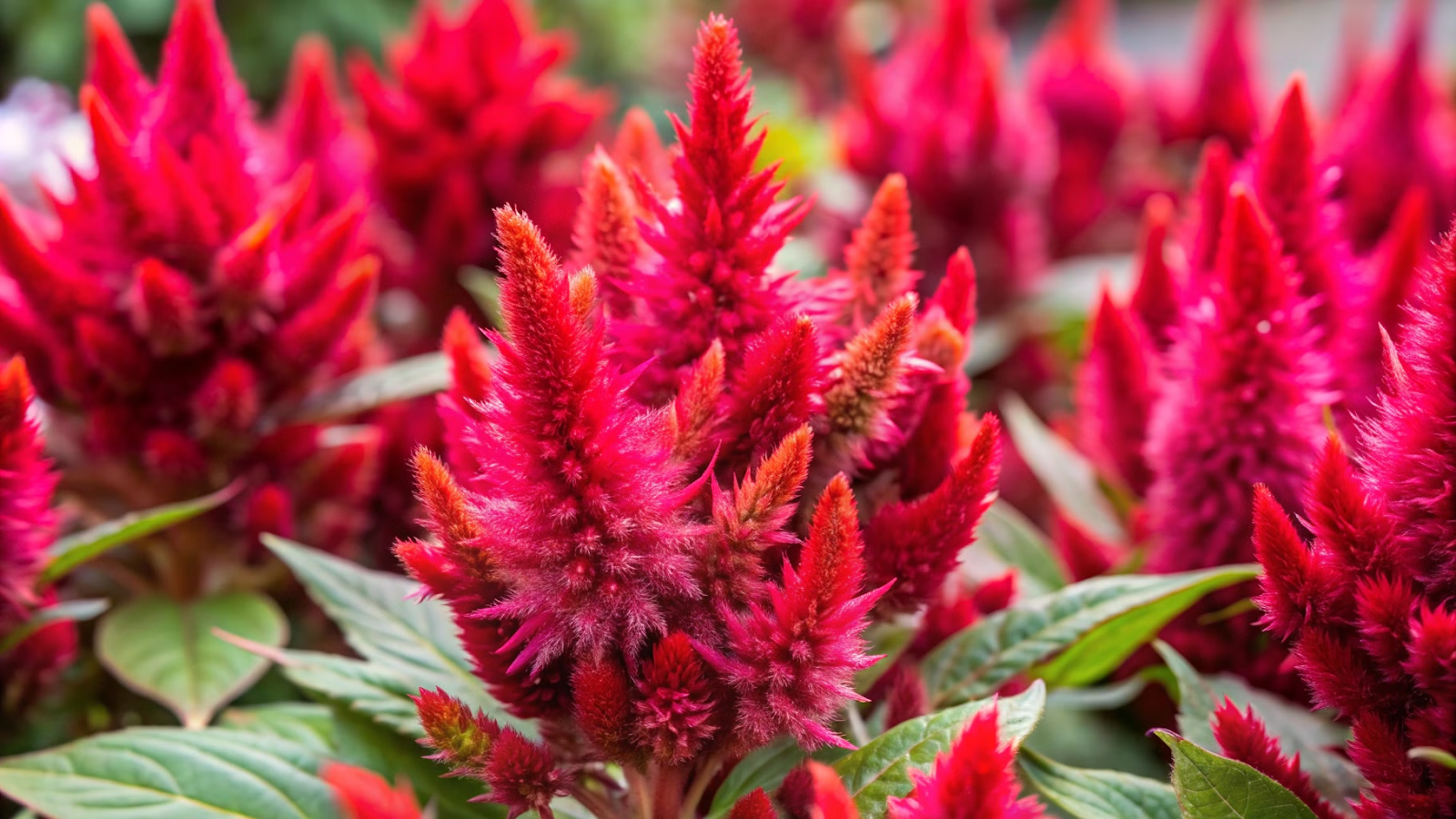 Close-up das flores de Celosia argentea var. plumosa com formato de plumas