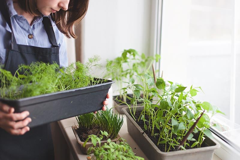 Vegetables to Grow Indoors