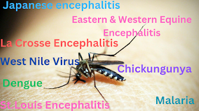 Simple - steps - to - safeguard - your - health - from - mosquito - bites - and - related - diseases.