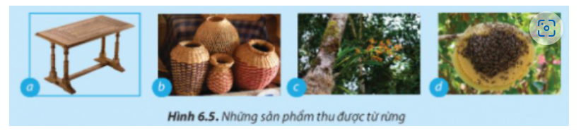 BÀI 6. RỪNG Ở VIỆT NAM1. Vai trò của rừngCâu 1: Em hãy nêu vai trò của rừng đối với môi trường, đời sống và sản xuất trong mỗi trường hợp được minh họa ở Hình 6.1.Đáp án chuẩn:- Hình 6.1a: Đóng vai trò trong việc cung cấp khí oxy và hấp thụ khí carbon dioxide, giúp duy trì không khí trong lành và điều hòa khí hậu.- Hình 6.1b: Chức năng chính là chắn gió, ngăn chặn cát di động ven biển và che chở cho vùng đất phía trong đất liền.- Hình 6.1c: Cung cấp nguyên liệu gỗ cho các hoạt động sản xuất.- Hình 6.1d: Rừng giúp ngăn cản và làm giảm tốc độ của dòng chảy nước mưa, bảo vệ độ phì nhiêu của đất và giảm thiểu các hiện tượng xói mòn, sạt lở đất, lũ lụt.- Hình 6.1e: Phục vụ cho các hoạt động nghiên cứu khoa học.- Hình 6.1f: Tạo ra môi trường sống lý tưởng cho nhiều loài động vật.Câu 2: Hãy kể tên những ngành sản xuất sử dụng nguyên liệu từ rừngĐáp án chuẩn:Ngành chế biến gỗ; chế biến hương liệu và tinh dầu; cung cấp dược liệu và thuốc; chế biến nhựa để sản xuất keo.2. Một số loại rừng phổ biến ở Việt NamCâu 3: Những loại rừng ở Hình 6.2 được gọi tên theo đặc điểm nào của rừng?Đáp án chuẩn:- Hình 6.2a: Nguồn gốc hình thành- Hình 6.2b: Phân loại theo cây- Hình 6.2c: Phân loại theo điều kiện lập địa.Câu 4: Hãy cho biết tên gọi loại rừng trong Hình 6.3  Đáp án chuẩn:Rừng ngập mặn.Câu 5: Tại địa phương em có những loại rừng nào? Hãy kể tên rừng ở Việt Nam mà em biết.Đáp án chuẩn:Ở địa phương em có : Rừng Quốc gia Cúc Phương - Ninh BìnhMột số loại rừng ở Việt Nam mà em biết : - Rừng U Minh - Cà Mau, Kiên Giang.- Rừng Nam Cát Tiên - Đồng Nai, Bình Phước, Lâm Đồng.- Rừng thông Bản áng - Mộc Châu, Sơn LaCâu 6: Hình 6.4 cho thấy rừng giúp ích cho môi trường và cho đời sống con người như thế nào?Đáp án chuẩn:Hình 6.4a: Phục vụ cho ngành khai thác và sản xuất gỗ.Hình 6.4b: Phục vụ du lịch, bảo vệ di tích lịch sử - văn hóa; nghiên cứu khoa học; bảo tồn nguồn gene sinh vật rừng, rừng nguyên sinh.Hình 6.4c: Bảo vệ nguồn nước, bảo vệ đất, chống xói mòn, chống sa mạc hóa, hạn chế lũ lụt.Luyện tậpCâu 1: Hãy quan sát Hình 6.5 và kể tên những sản phẩm thu được từ rừng phục vụ cho đời sốngĐáp án chuẩn:Hình 6.5a: Bàn gỗ -> Đồ gỗ Hình 6.5b: Giỏ mây tre đan -> Các sản phẩm từ mây tre đan Hình 6.5c: Hương hoa lan -> Các loại tinh dầu chiết suất từ bộ phận của câyHình 6.5d: Mật ong -> Sản phẩm cho thực phẩm có nguồn gốc động vật Câu 2: Hãy cho biết mục đích sử dụng các loại rừng thể hiện ở hình 6.6; 6.7 và 6.8Đáp án chuẩn:Hình 6.6: Rừng Cúc Phương: rừng đặc dụngHình 6.7: Rừng keo trồng: Rừng sản xuấtHình 6.8: Rừng phi lao: Rừng phòng hộVận dụng