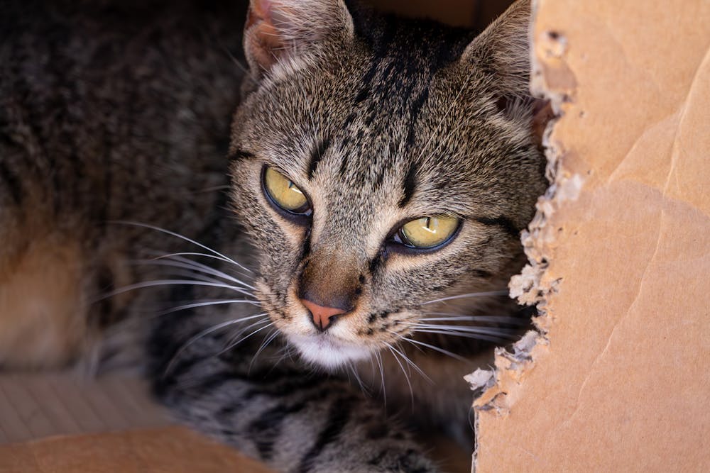Cat Sitting in Carton Box