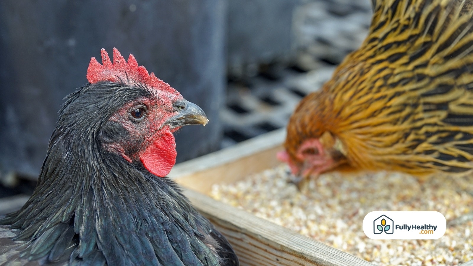 Close-up of black chicken near feed tray with seeds and grains