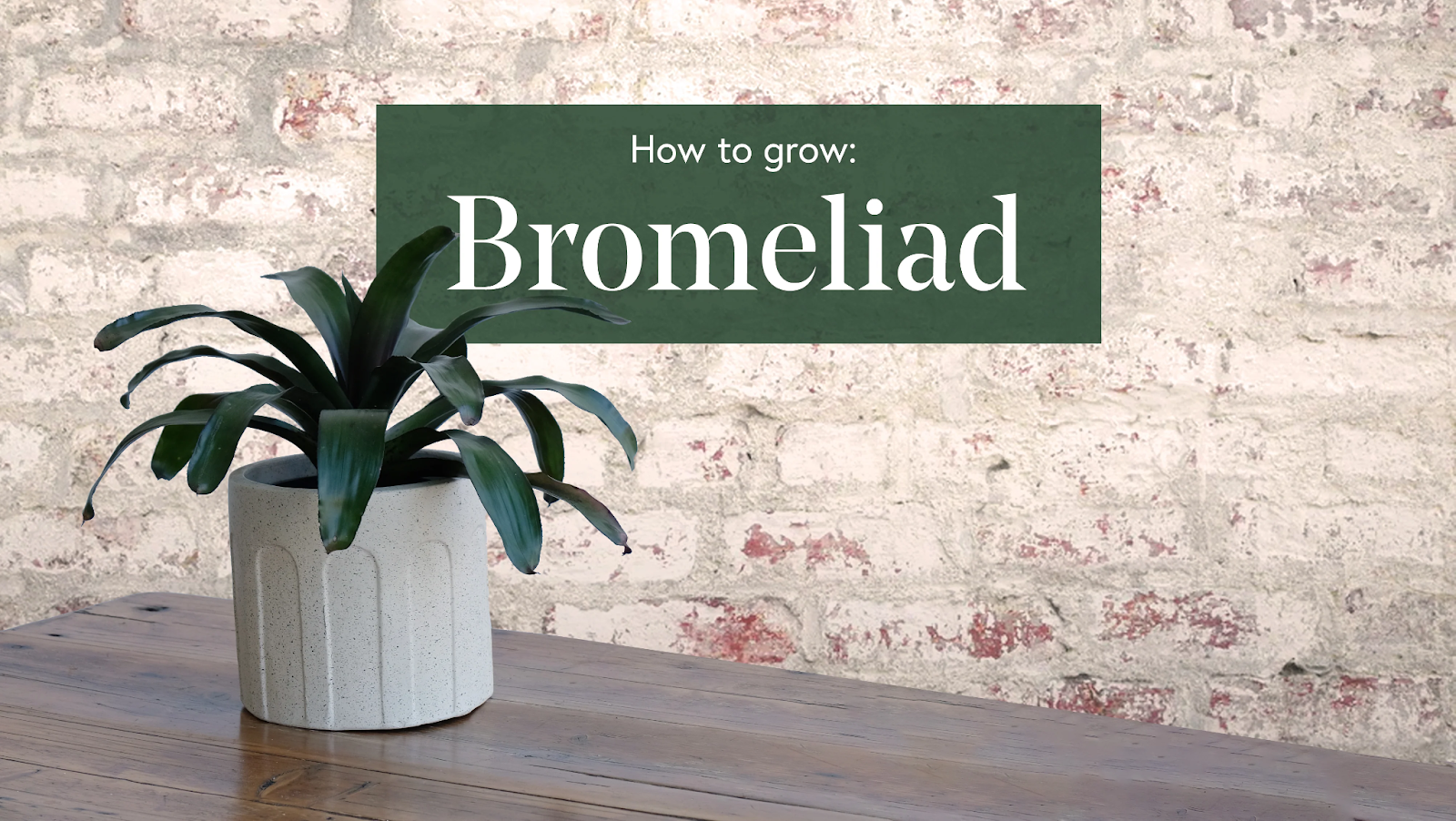 How to Grow a Bromeliad Plant