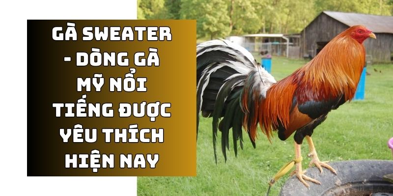 Tìm hiểu về dòng gà Mỹ Sweater - giống chiến kê được nhiều anh em săn lùng